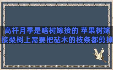 高杆月季是啥树嫁接的 苹果树嫁接梨树上需要把砧木的枝条都剪掉吗